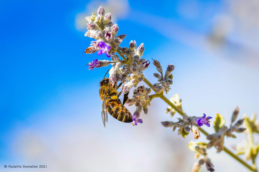 Bee's Enjoy The Desert Lavender