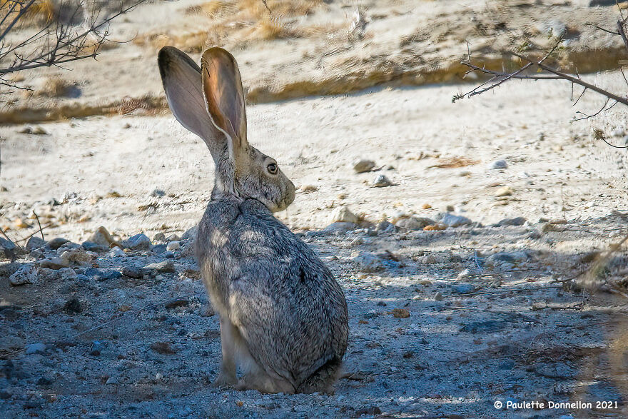 A Jackrabbit Survey's It's Surroundings