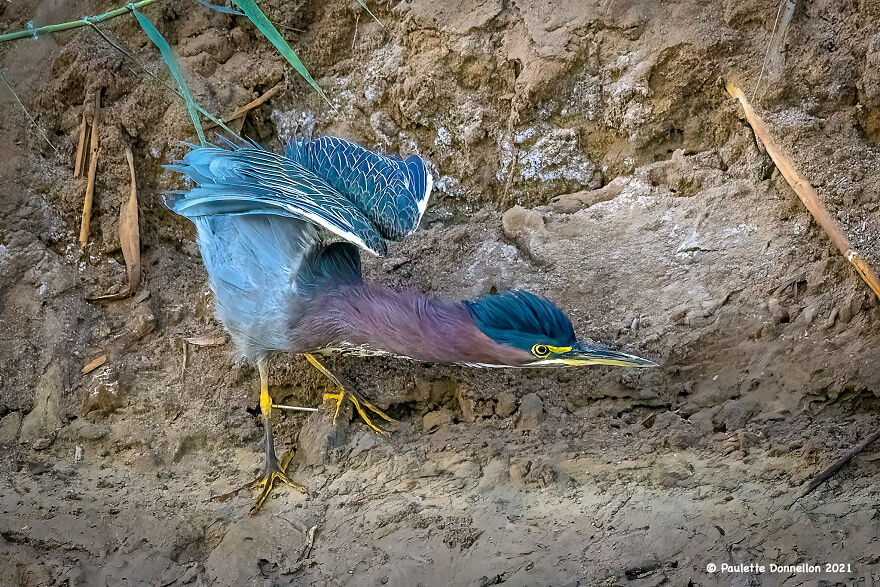 A Green Heron On The Hunt At Sonny Bono Salton Sea National Wildlife Refuge