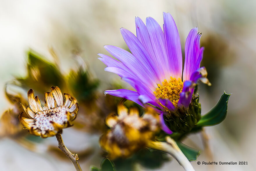 Orcutt's Woody Aster, A Rare Plant Native To Southern And Baja California