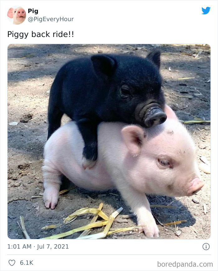 Black piglet on top of pink piglet