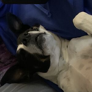 tessielizabeth avatar