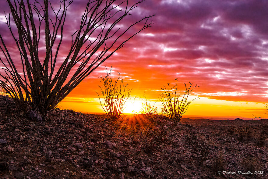 Sunrise And Ocotillos; Thimble Trail Area