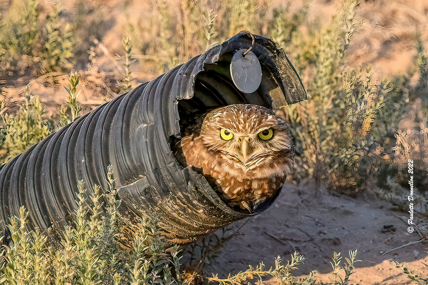 Oscar The Grouch In Real Life Aka A Burrowing Owl. Seen At The Sonny Bono Salton Sea National Wildlife Refuge Just Outside Of The Park