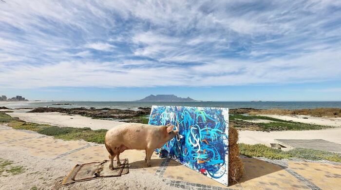 This Pig Enjoys Painting And Has Become The World's First Pig Artist