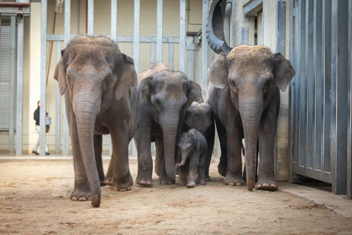 Oklahoma City Zoo Celebrates Birth of Rama The Asian Elephant, Who Got Famous With His Ultrasound Even Before He Was Born