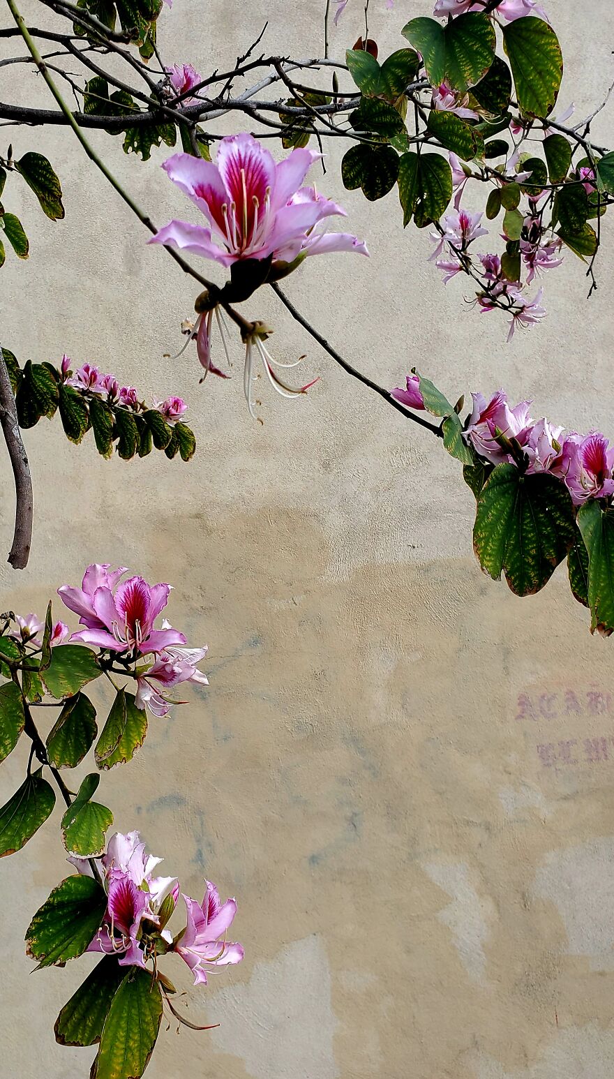 My Best 35 Flower Photos