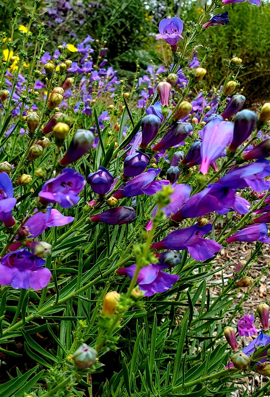 My Best 35 Flower Photos