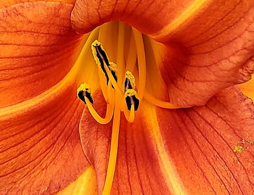 My Best 35 Flower Photos