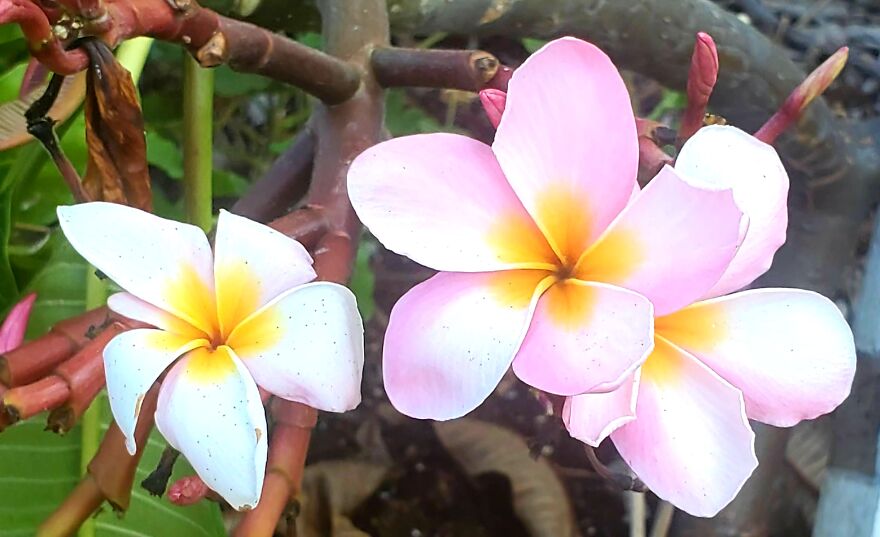 My Best 35 Flower Photos