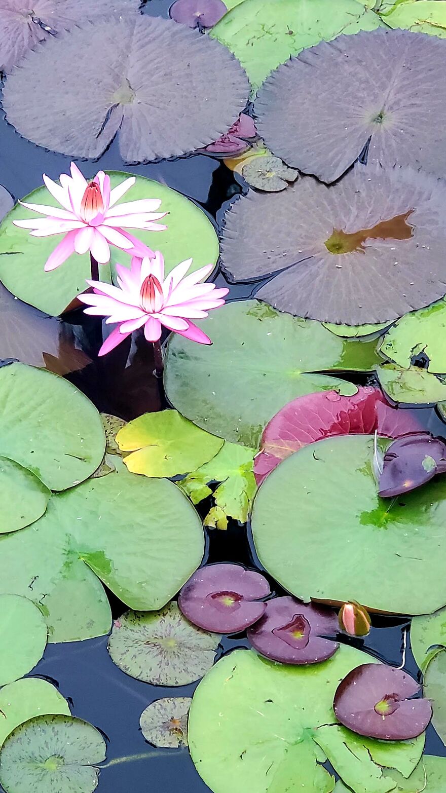 My Best 35 Flower Photos