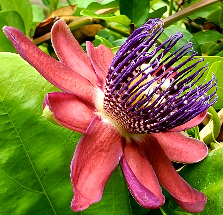 My Best 35 Flower Photos