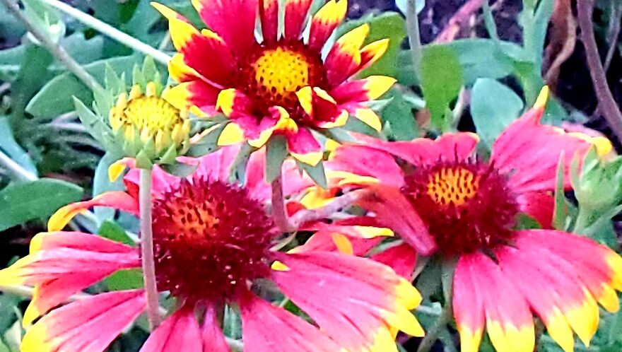 My Best 35 Flower Photos