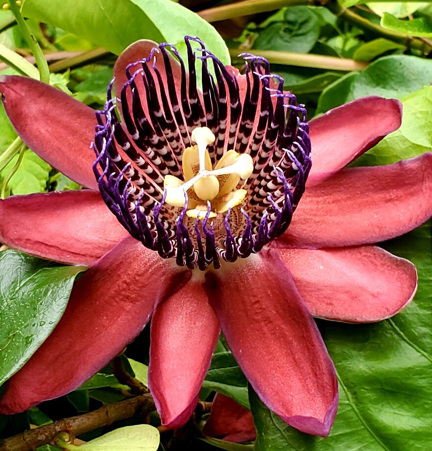 My Best 35 Flower Photos