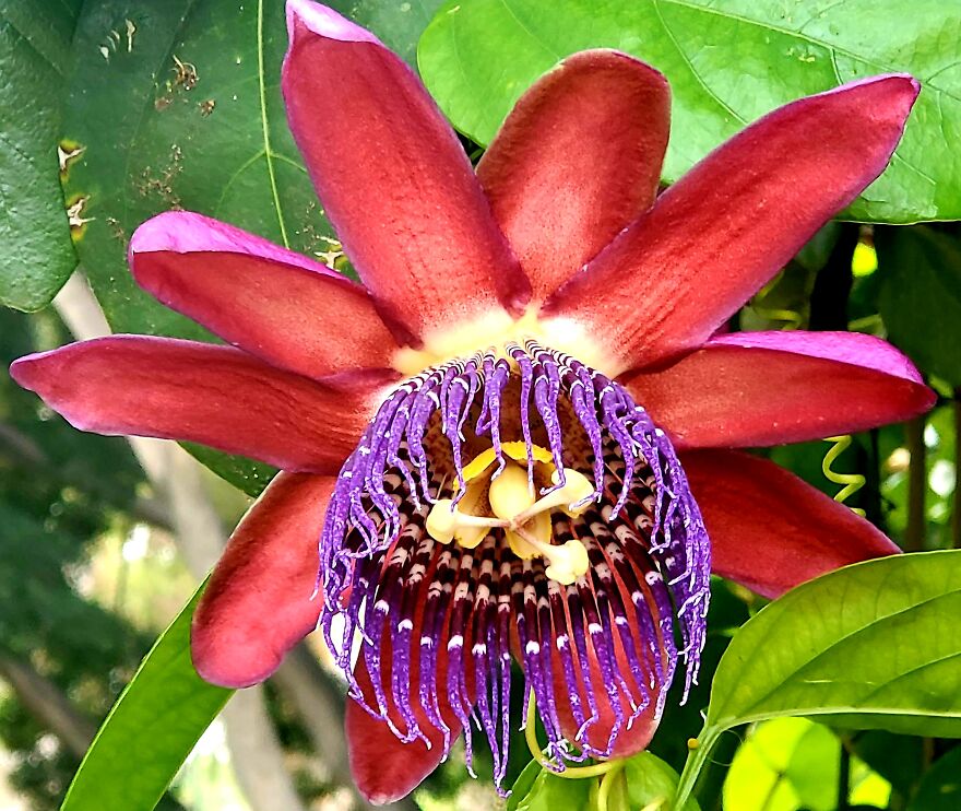 My Best 35 Flower Photos