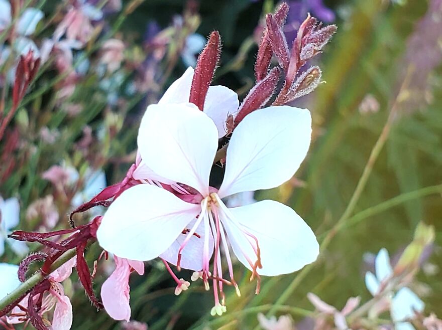 My Best 35 Flower Photos