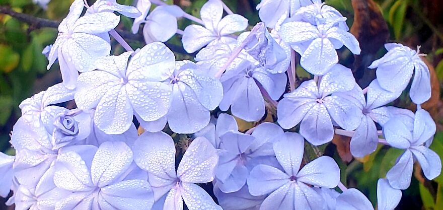 My Best 35 Flower Photos