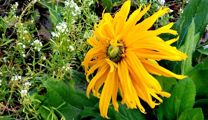 My Best 35 Flower Photos