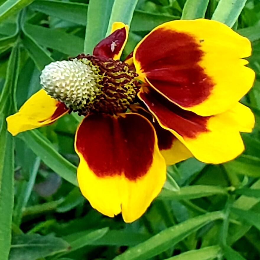 My Best 35 Flower Photos