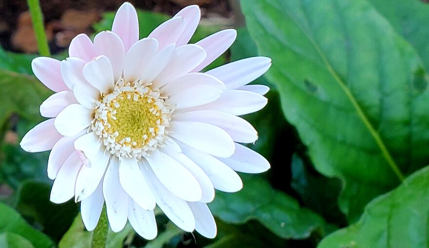 My Best 35 Flower Photos