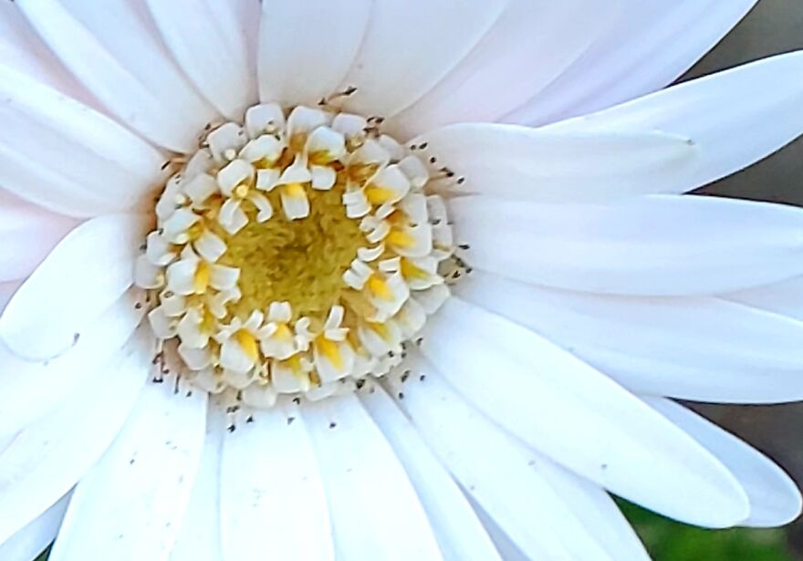 My Best 35 Flower Photos