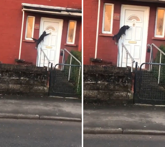 This Cat Trying To Get Someone To Answer The Door