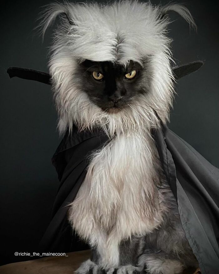 Meet Richie, The Maine Coon Cat Gone Viral On Social Media Meet Richie, The Maine Coon Cat Gone Viral On Social Media