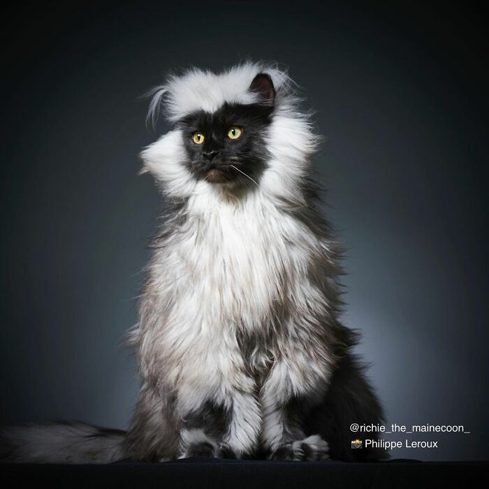 Meet Richie, The Maine Coon Cat Gone Viral On Social Media Meet Richie, The Maine Coon Cat Gone Viral On Social Media