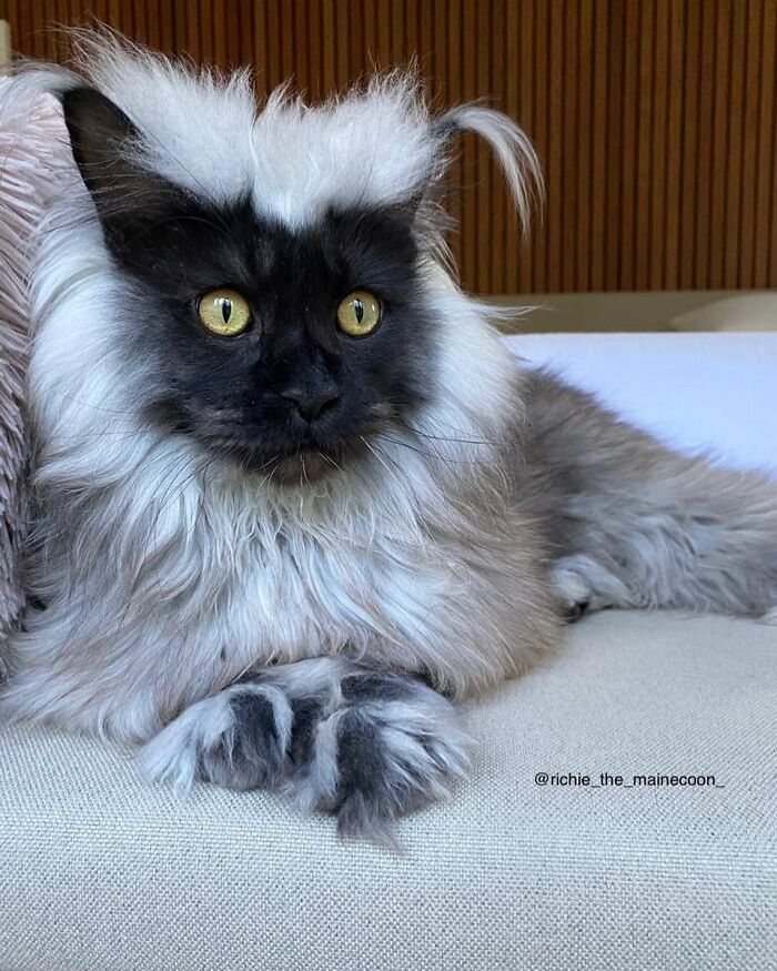 Meet Richie, The Maine Coon Cat Gone Viral On Social Media Meet Richie, The Maine Coon Cat Gone Viral On Social Media