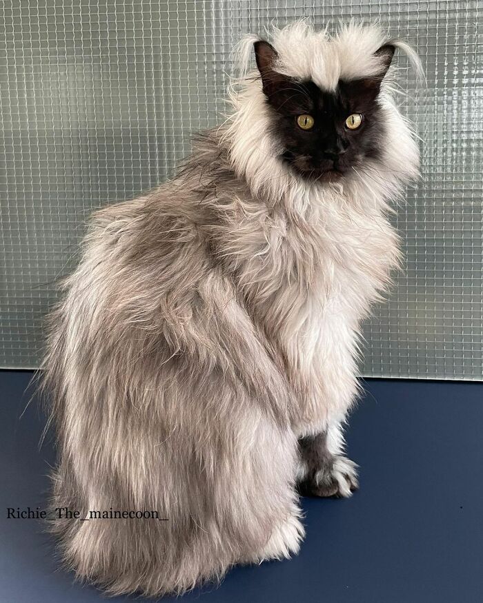 Meet Richie, The Maine Coon Cat Gone Viral On Social Media