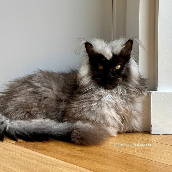 Meet Richie, The Maine Coon Cat Gone Viral On Social Media Meet Richie, The Maine Coon Cat Gone Viral On Social Media