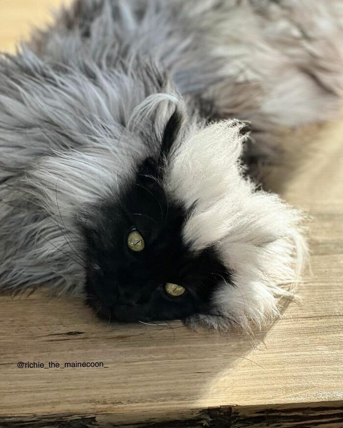 Meet Richie, The Maine Coon Cat Gone Viral On Social Media Meet Richie, The Maine Coon Cat Gone Viral On Social Media