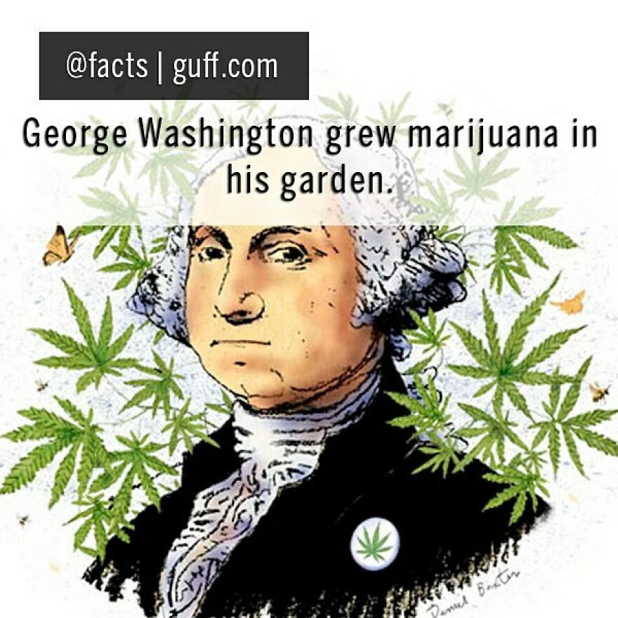 #facts #marijuana #gardening #garden #weed #president #usa