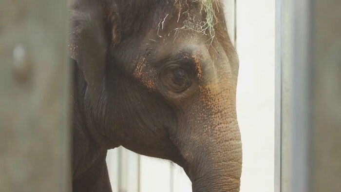 Oklahoma City Zoo Celebrates Birth of Rama The Asian Elephant, Who Got Famous With His Ultrasound Even Before He Was Born Oklahoma City Zoo Celebrates Birth of Rama The Asian Elephant, Who Got Famous With His Ultrasound Even Before He Was Born