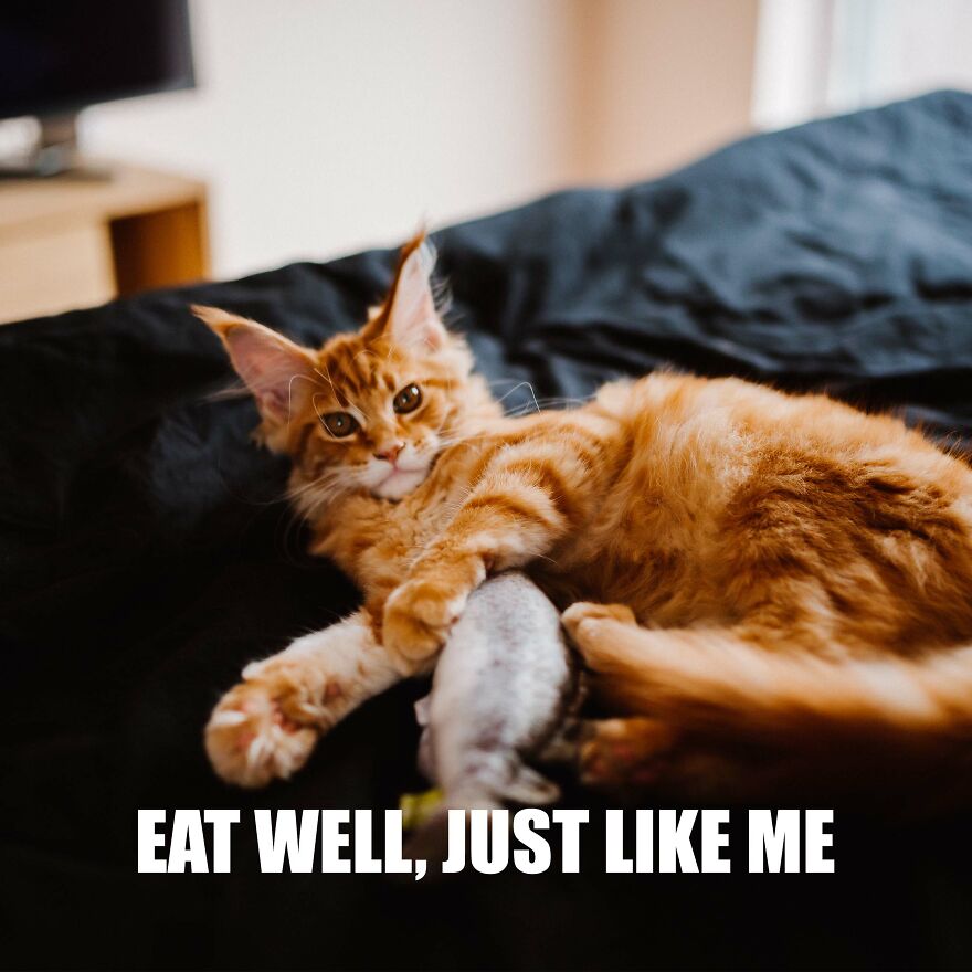 7 Tips From My Cat Thor To Feel Better On Monday