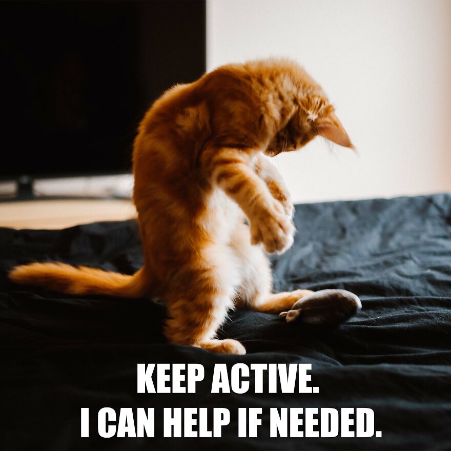 7 Tips From My Cat Thor To Feel Better On Monday