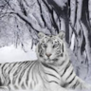 micaalonbitton avatar