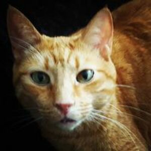 happydaysbetternights avatar