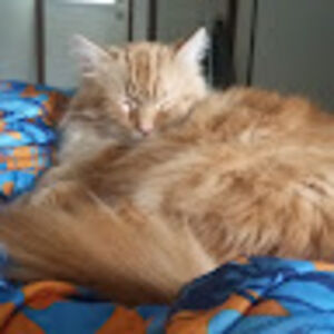 sarahmcconnaughey avatar