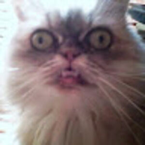 matthewmccorkle avatar