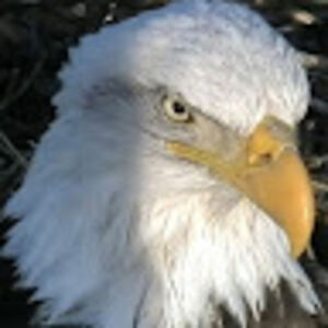 carolynhobbshayes avatar