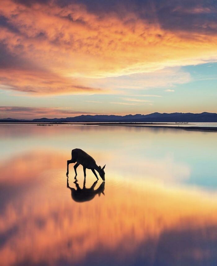 Un ciervo bebiendo agua del lago al atardecer