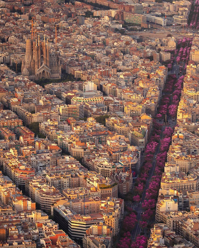 Blossoms In Barcelona