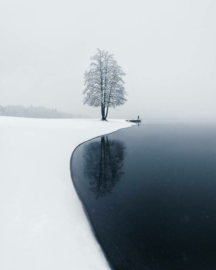 La tranquilidad de la naturaleza. La primera nevada y un árbol solitario en Järvenpää, Finlandia
