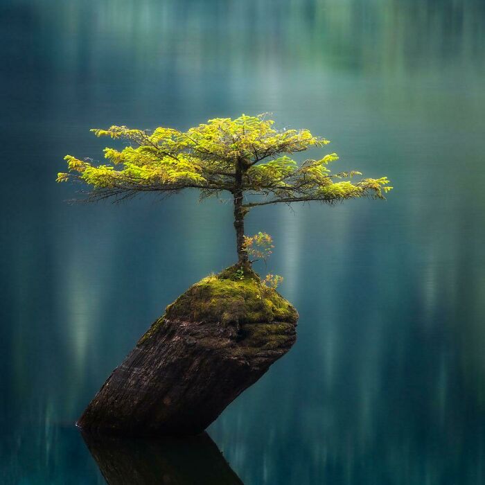 A Tiny Douglas Fir Tree Growing On A Submerged Log In Fairy Lake