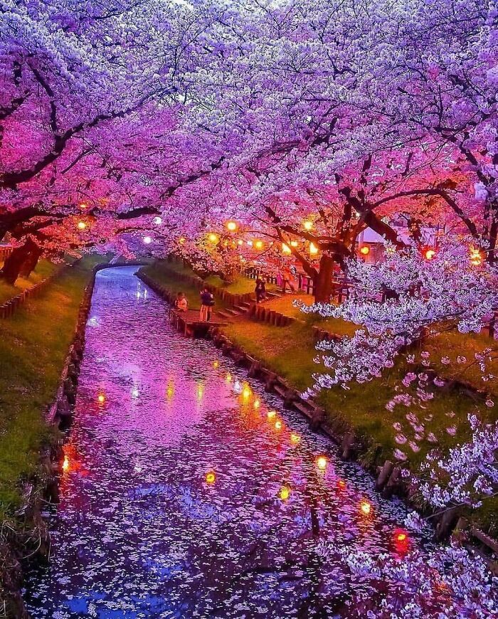 Cherry Blossoms In Japan