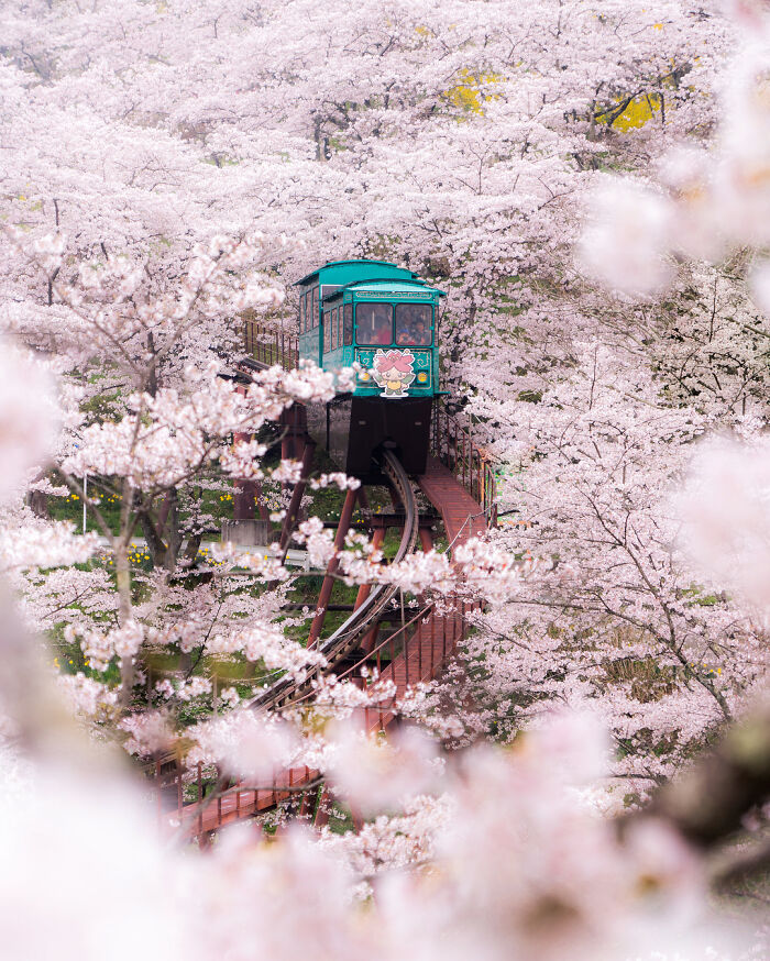 A Ride Through Cherry Blossoms In Fukushima, Japan