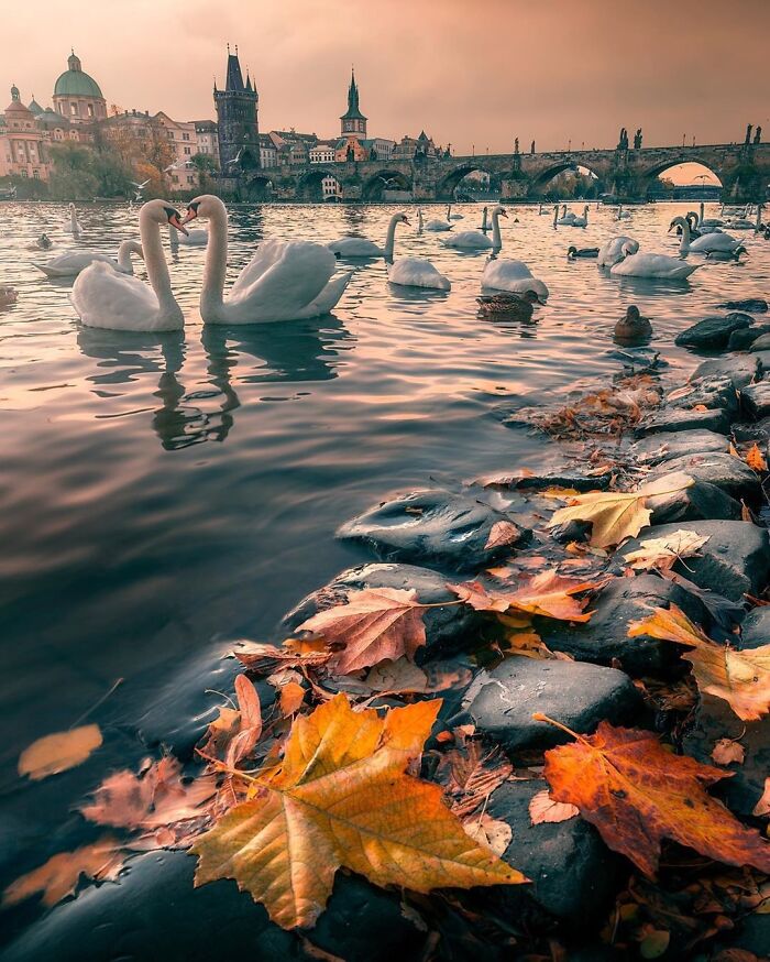 Swans In Prague