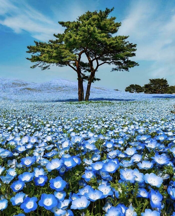 Árbol en un campo de flores azules 