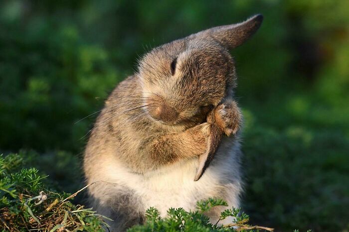 Un conejo salvaje limpiándose las orejas